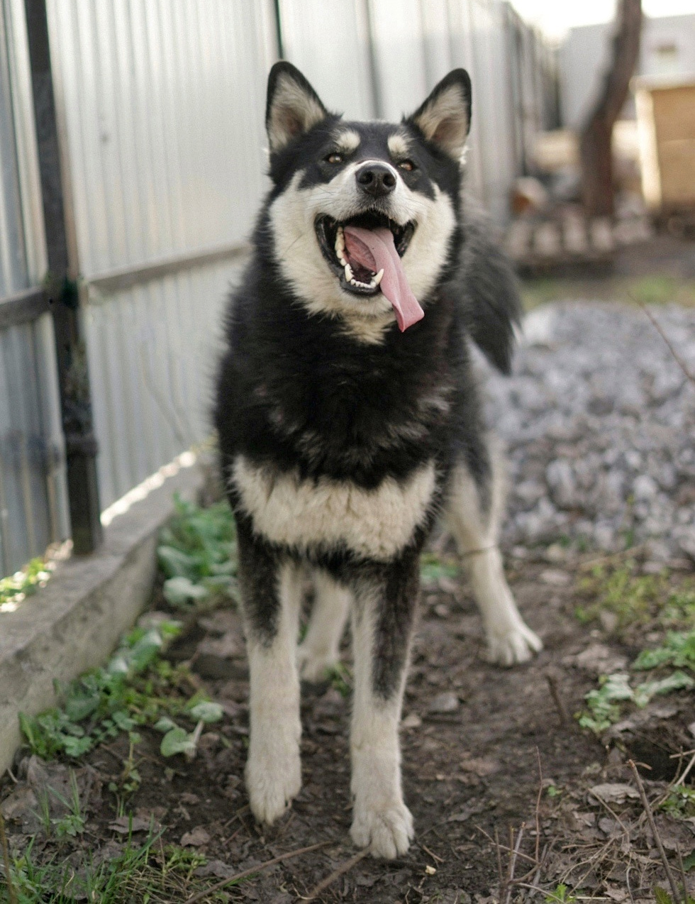 Рокки